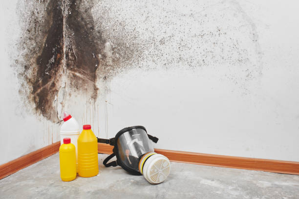 Best Preventive Mold Services in Frontenac, KS