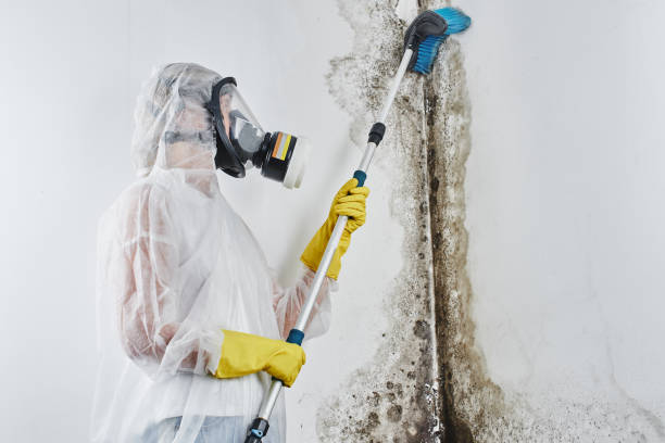Best Industrial Mold Remediation in Frontenac, KS